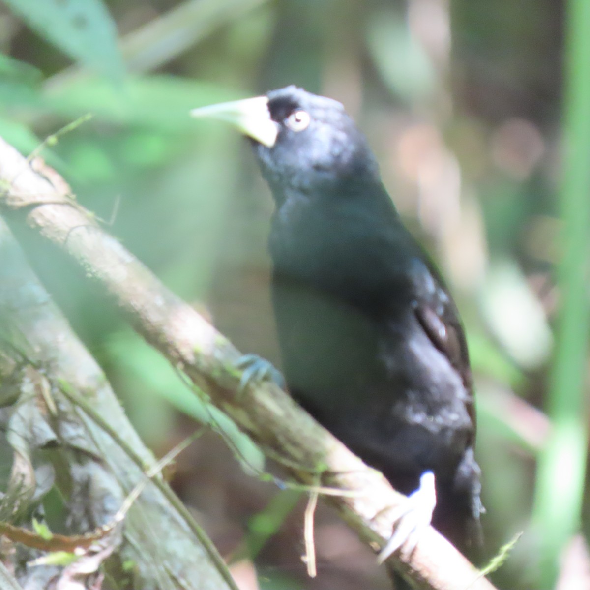 Yellow-billed Cacique - ML634599536