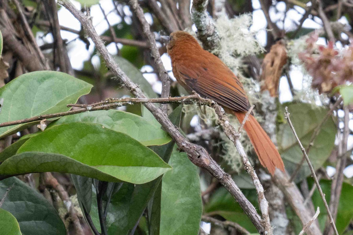 Russet-mantled Softtail - ML634599623