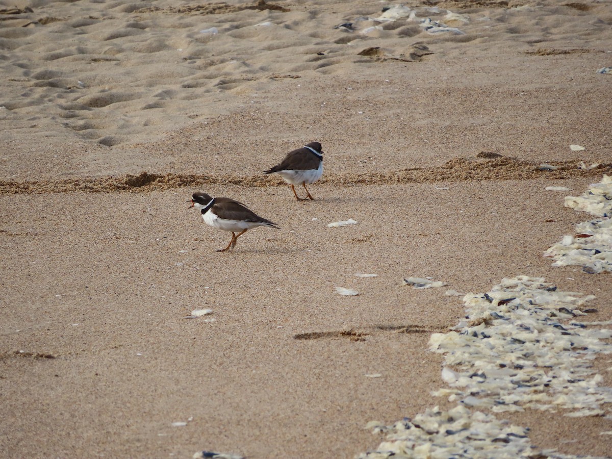 Semipalmated Plover - ML634599624