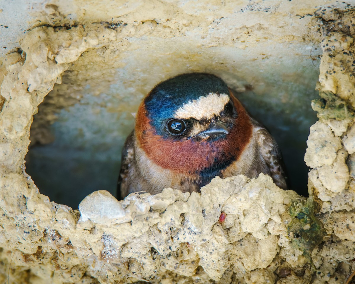 Cliff Swallow - ML634600014