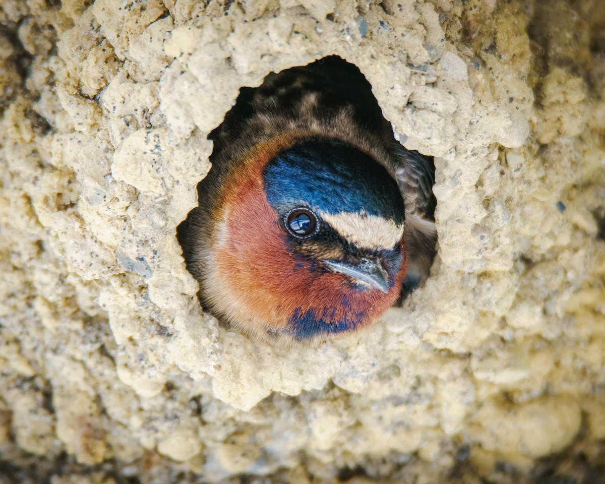 Cliff Swallow - ML634600015