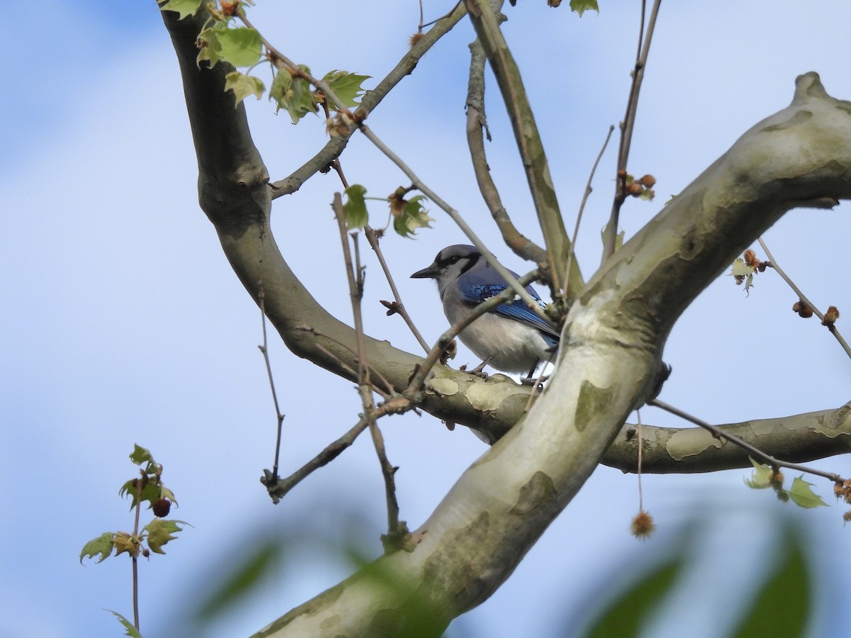 Blue Jay - ML634600038
