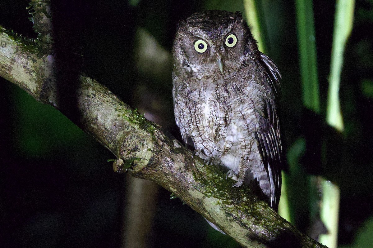 Middle American Screech-Owl - ML634600045