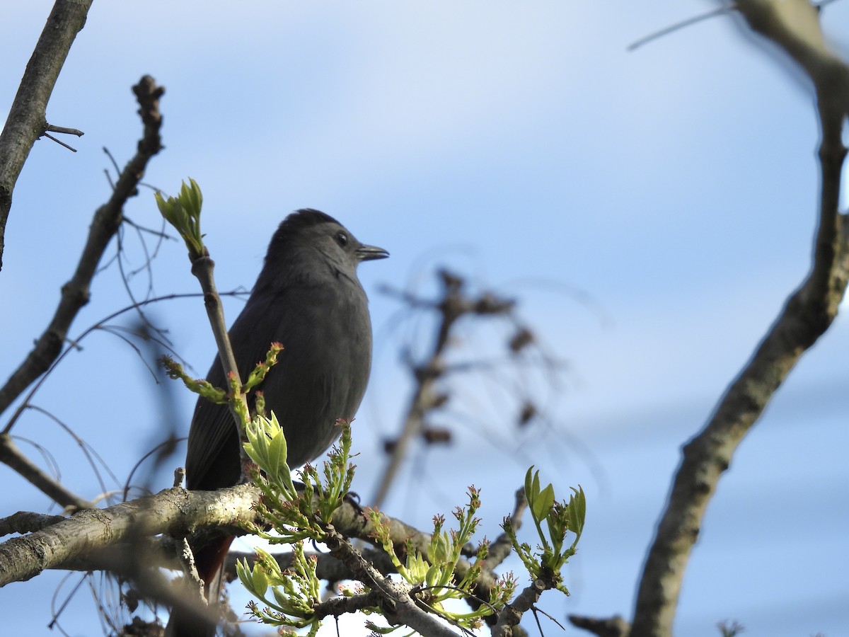 Gray Catbird - ML634600046