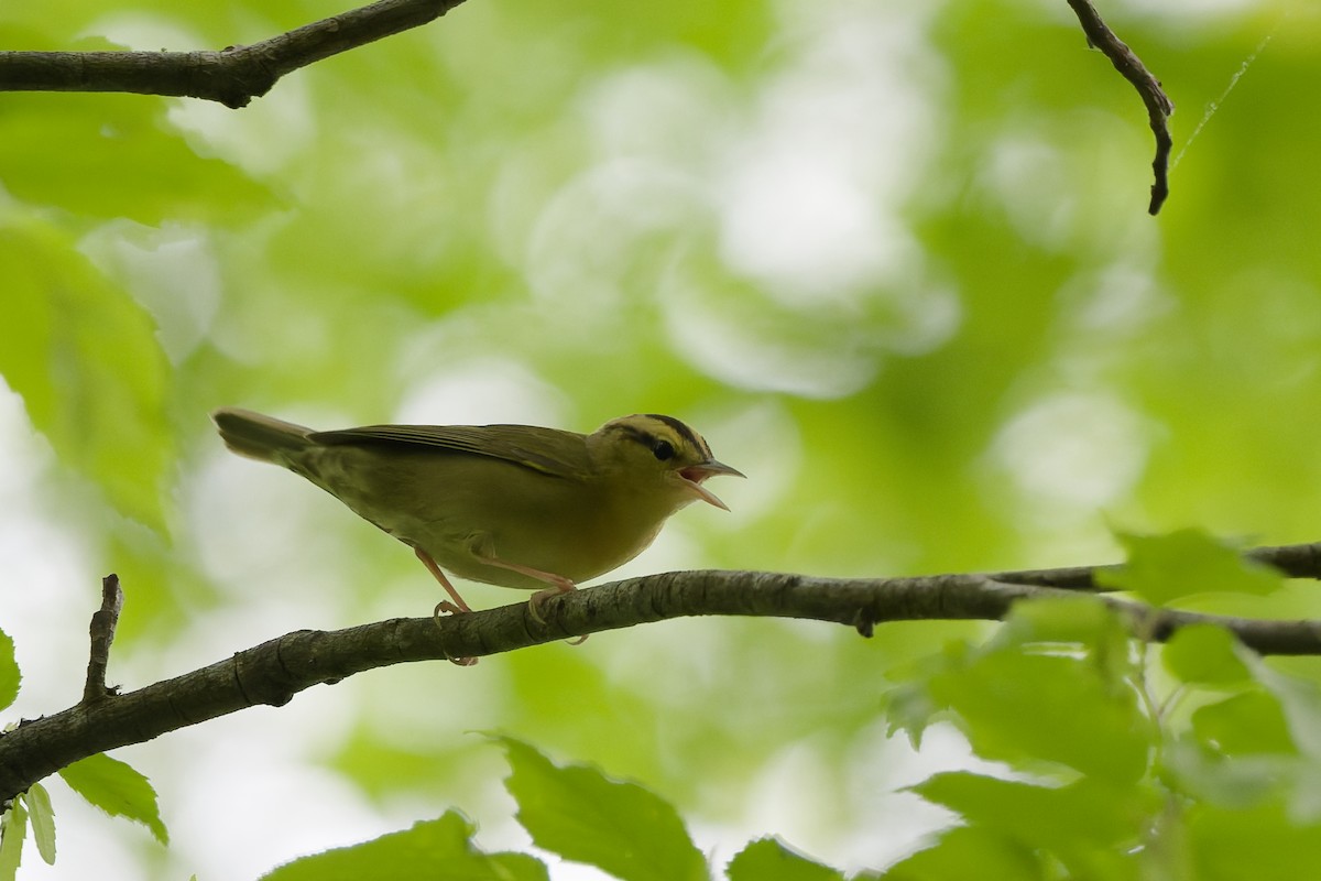Worm-eating Warbler - ML634600057