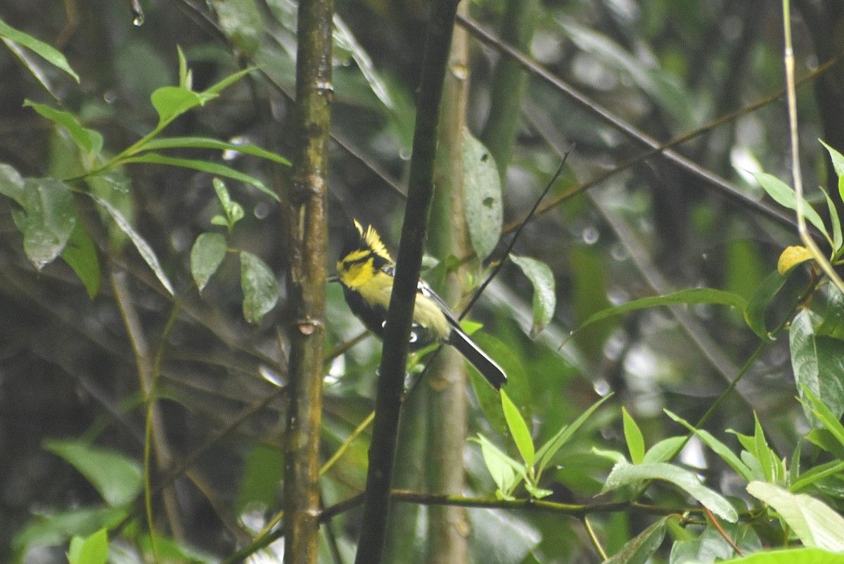 Yellow-cheeked Tit - ML634600068