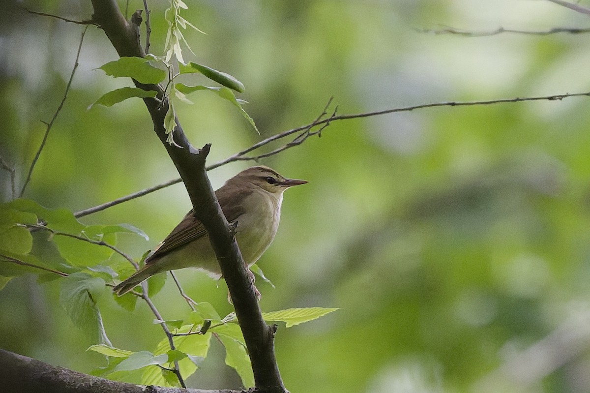Swainson's Warbler - ML634600069