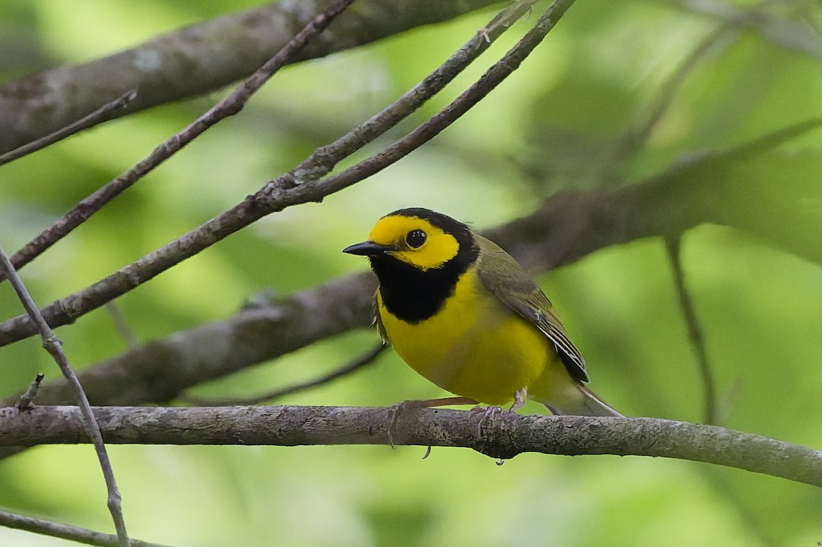 Hooded Warbler - ML634600071