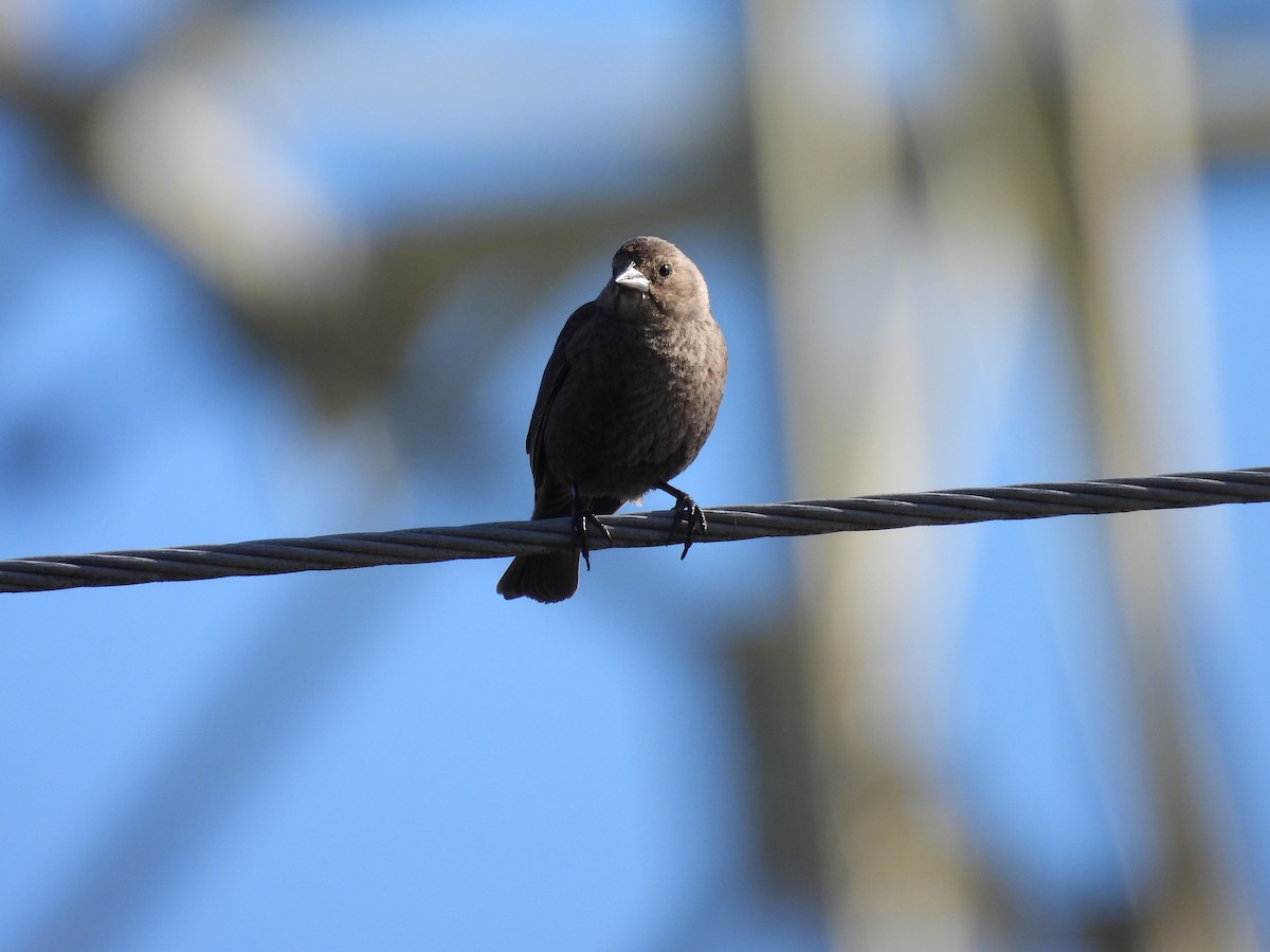 Brown-headed Cowbird - ML634600111