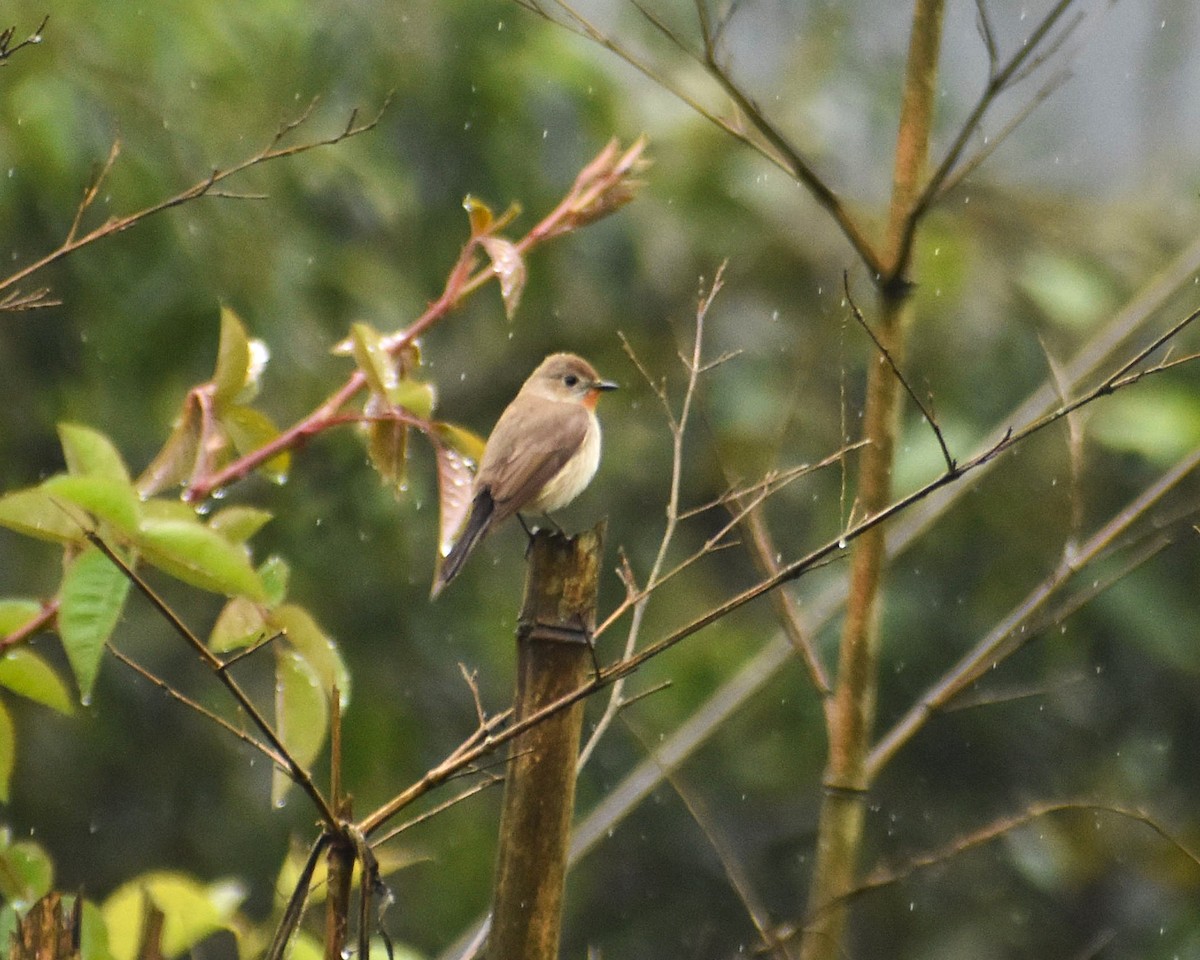 Taiga Flycatcher - ML634600150