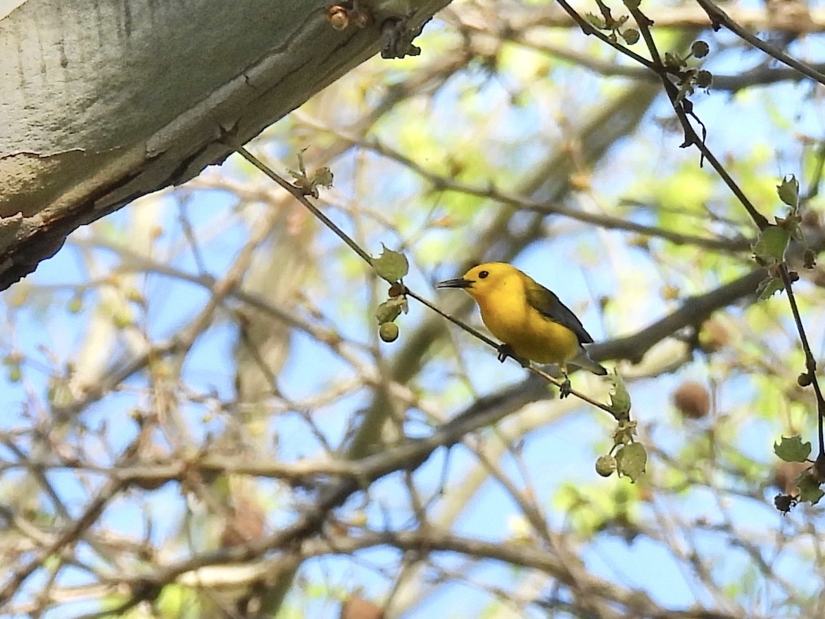 Prothonotary Warbler - ML634600157