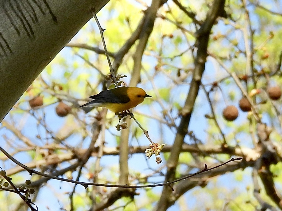 Prothonotary Warbler - ML634600158