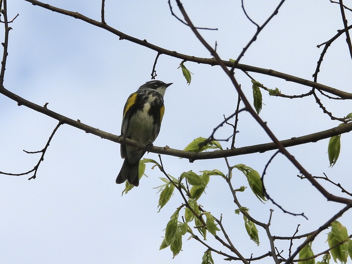 Yellow-rumped Warbler (Myrtle) - ML634600179