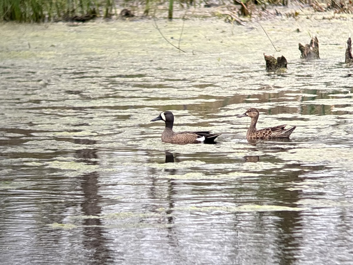 Blue-winged Teal - ML634600189