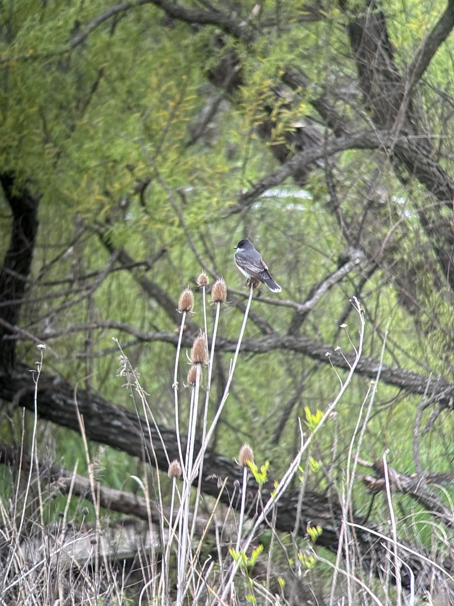 Eastern Kingbird - ML634600194