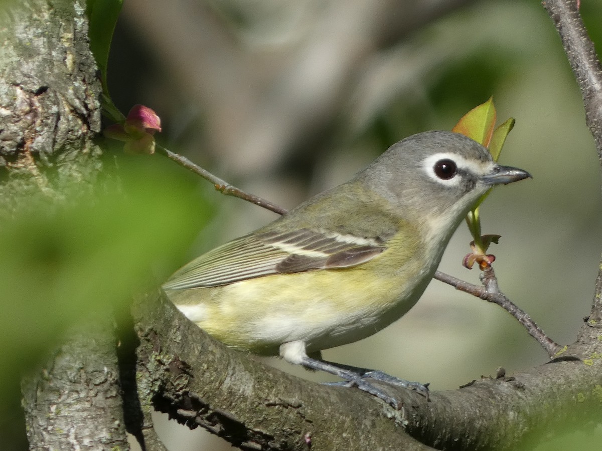 Blue-headed Vireo - ML634600204