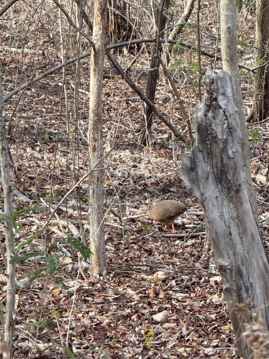 Thicket Tinamou - ML634600277