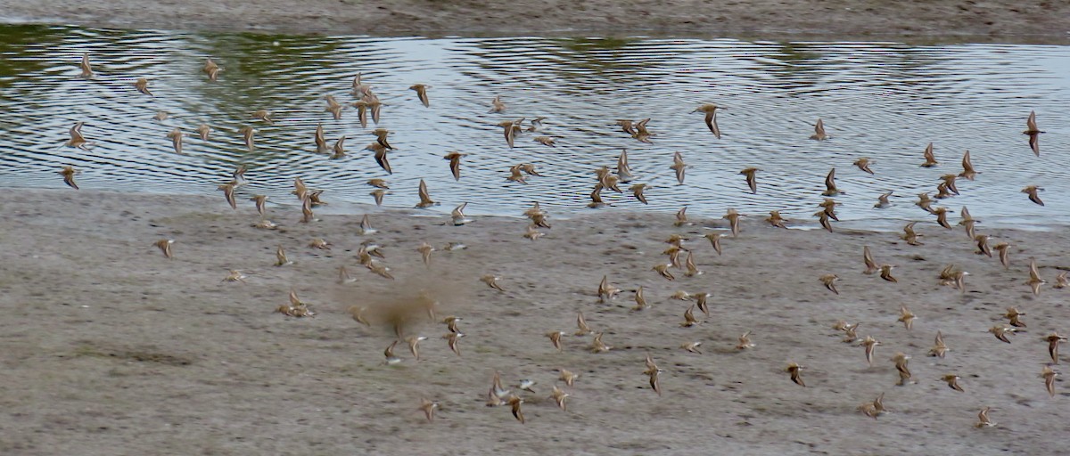 Least Sandpiper - ML634600284