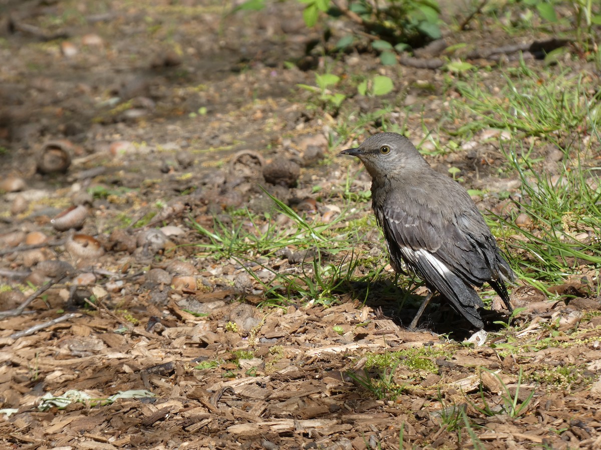 Northern Mockingbird - ML634600299