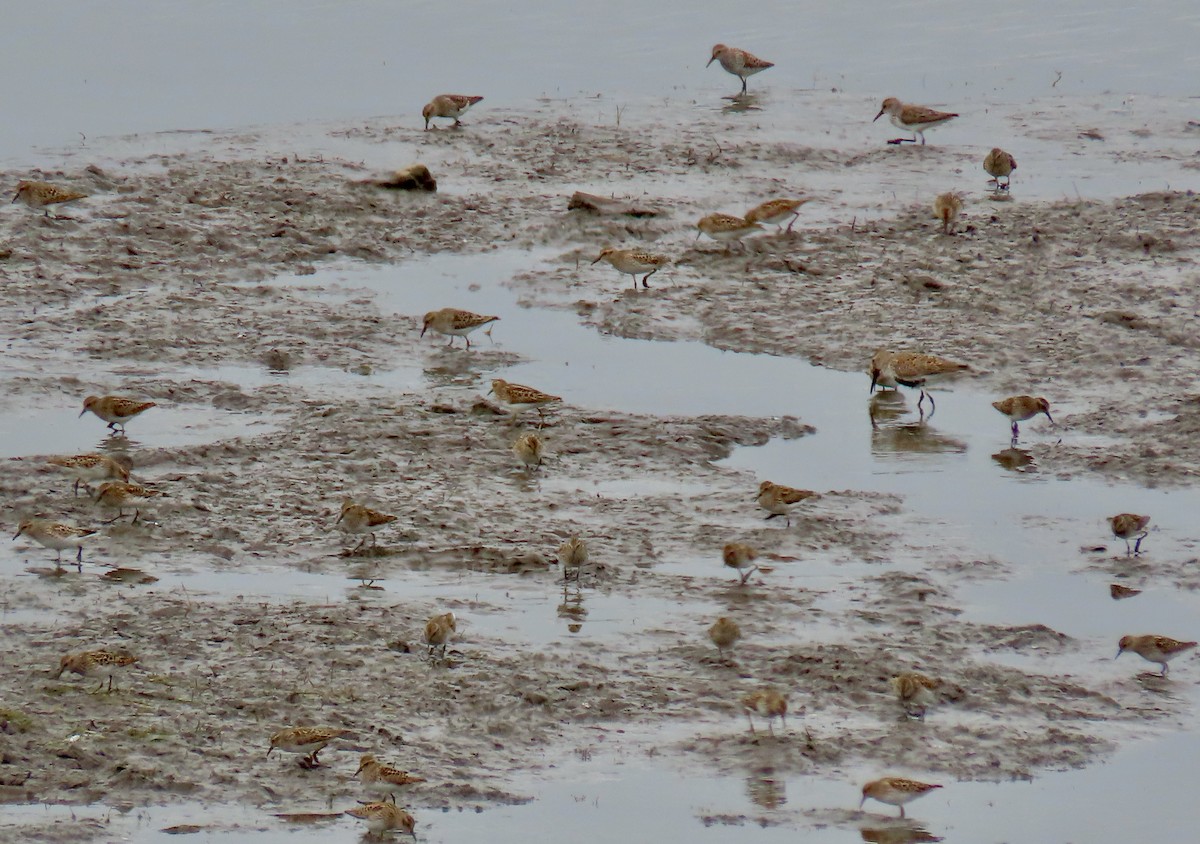 Least Sandpiper - ML634600301