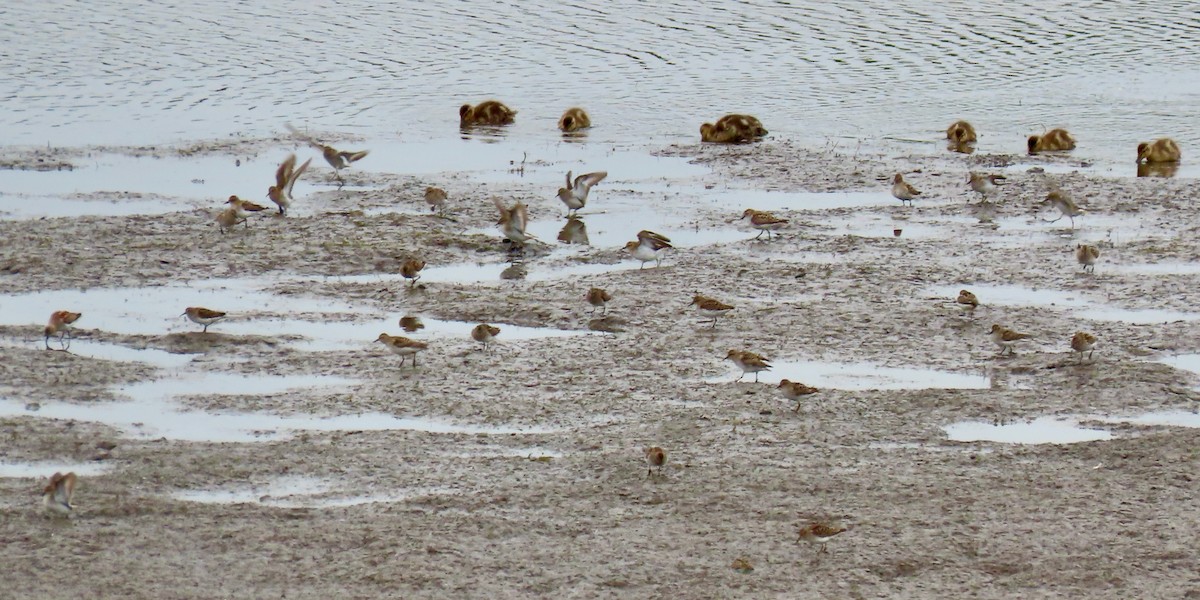 Least Sandpiper - ML634600332