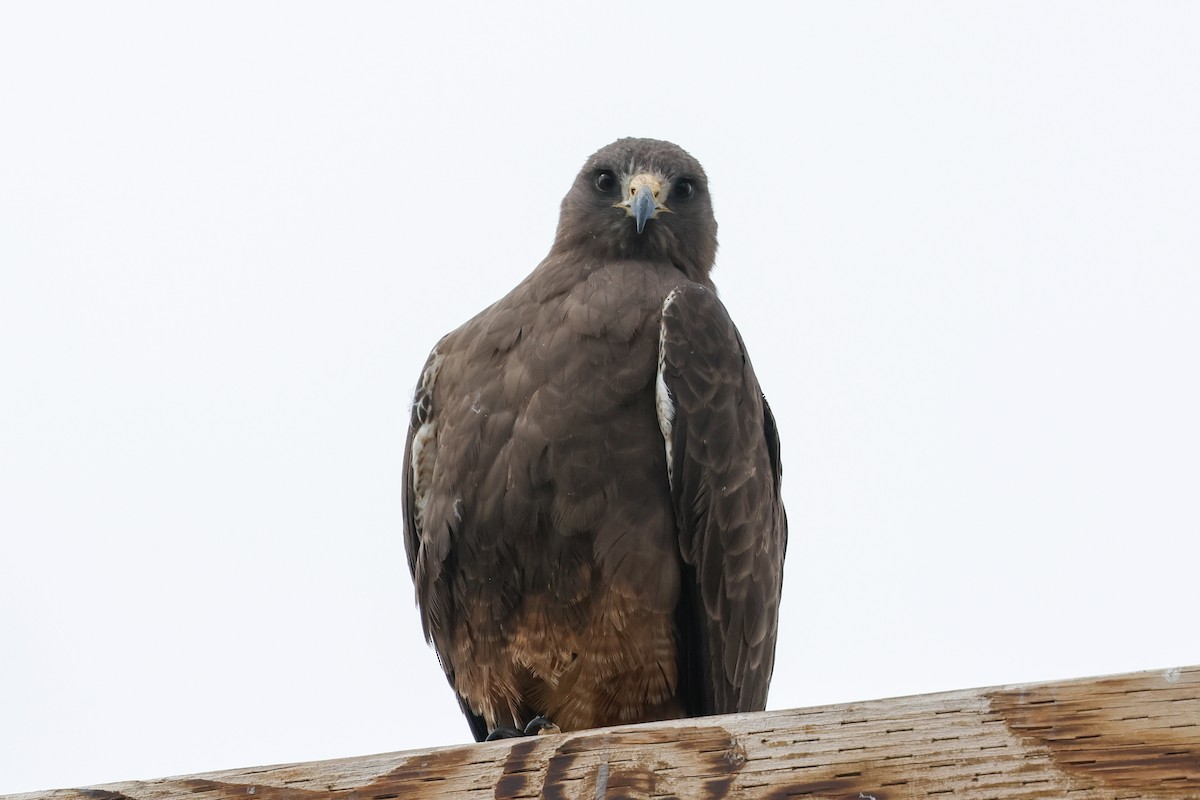 Swainson's Hawk - ML634600534
