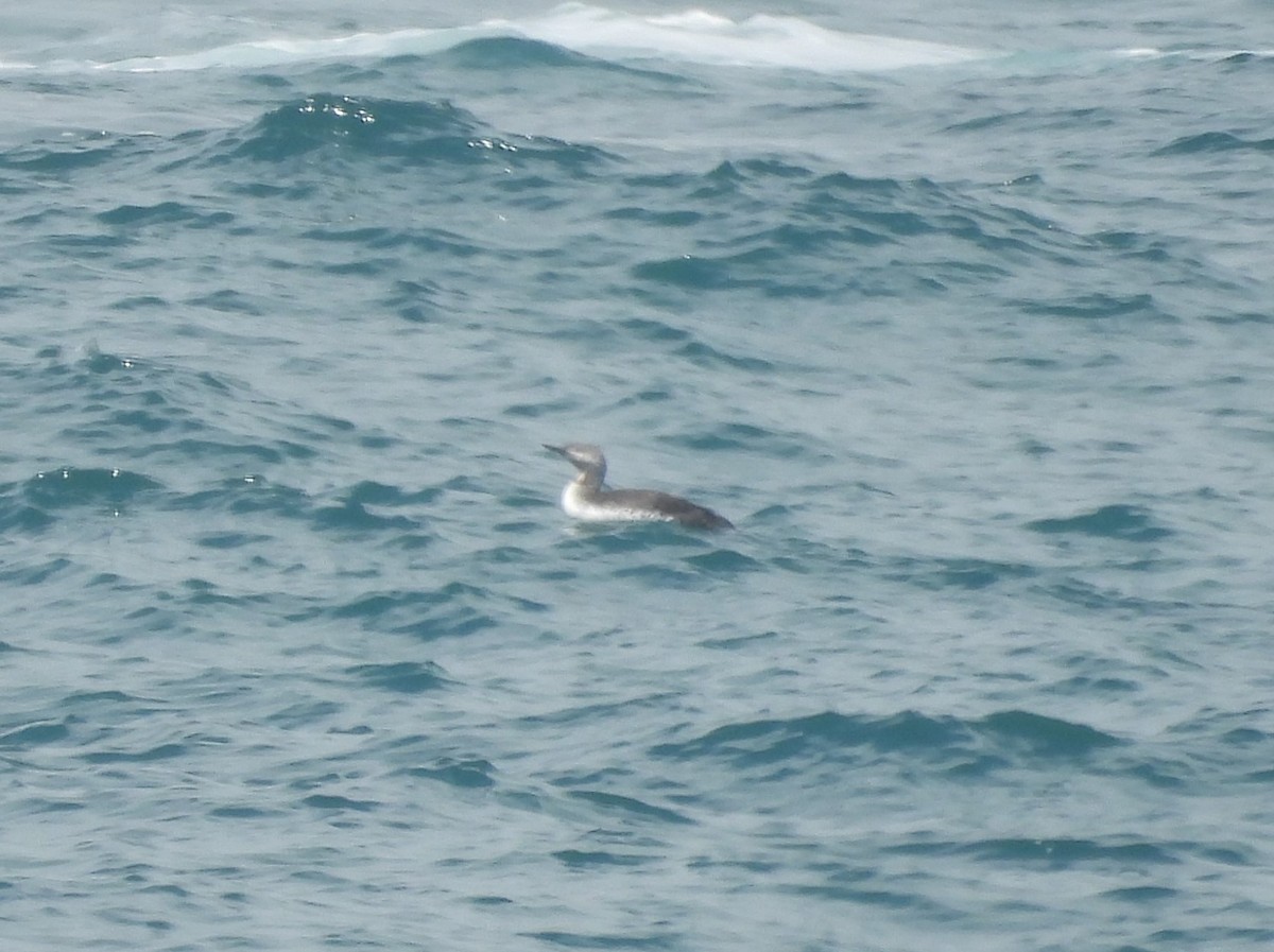 Red-throated Loon - ML634600574
