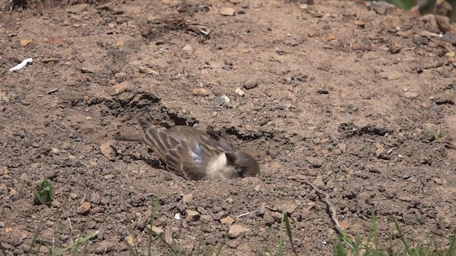 House Sparrow - ML634600709