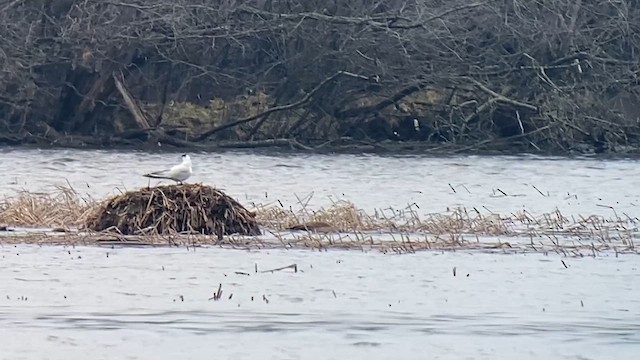 Caspian Tern - ML634600882