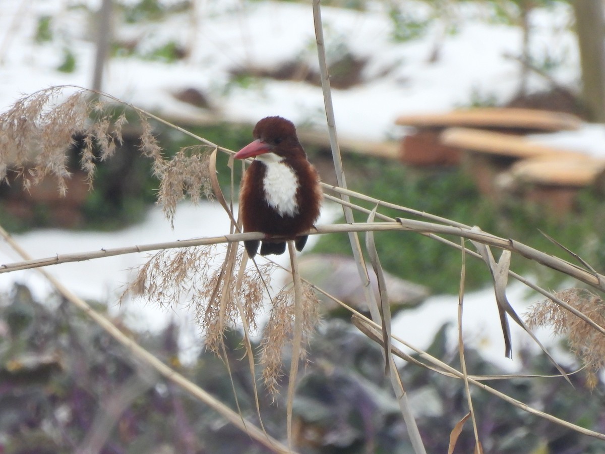 White-throated Kingfisher - ML634600957