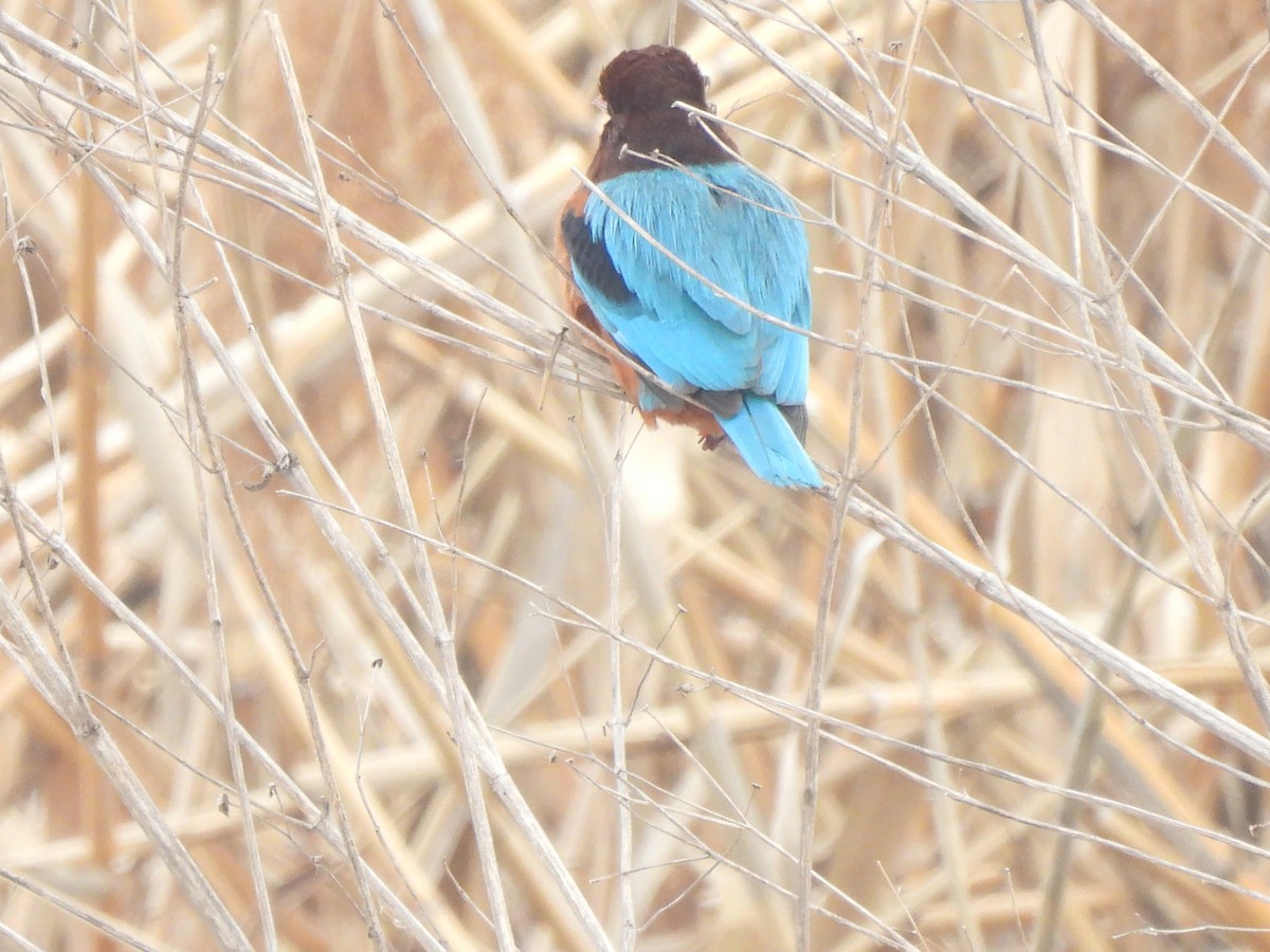 White-throated Kingfisher - ML634600958