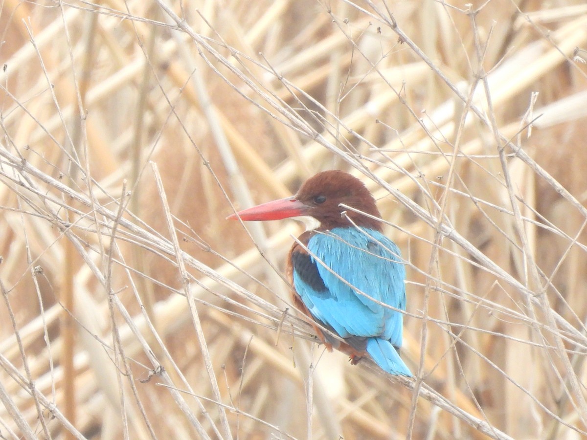 White-throated Kingfisher - ML634600959