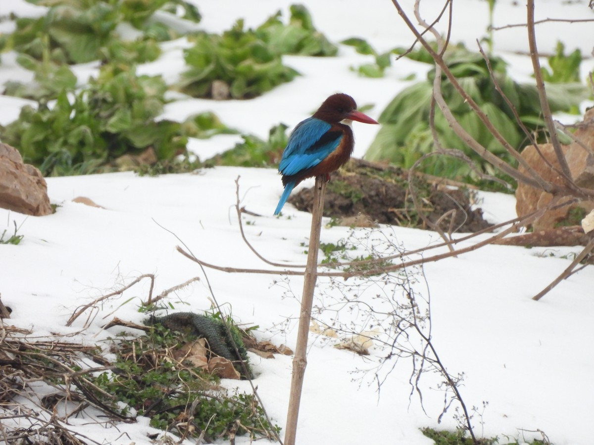 White-throated Kingfisher - ML634600960