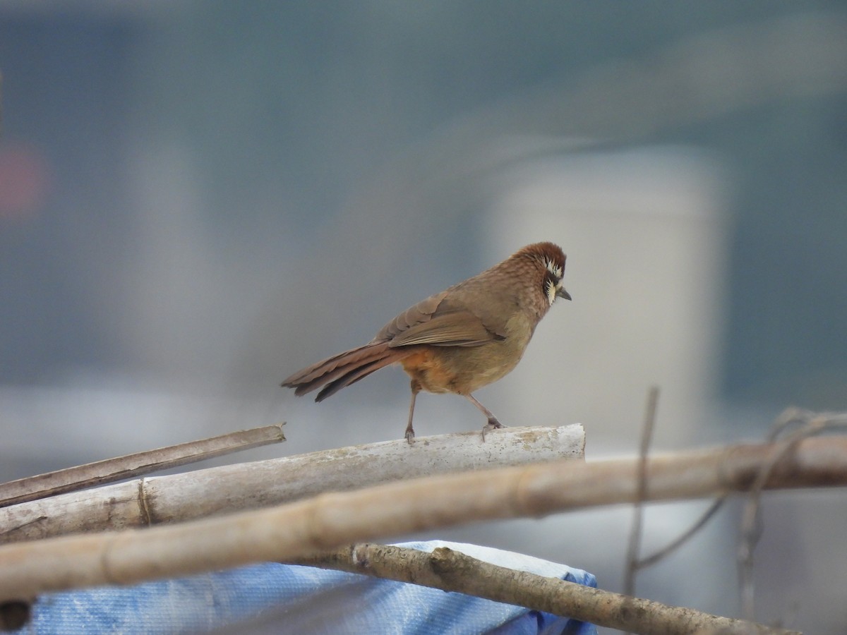 White-browed Laughingthrush - ML634601024