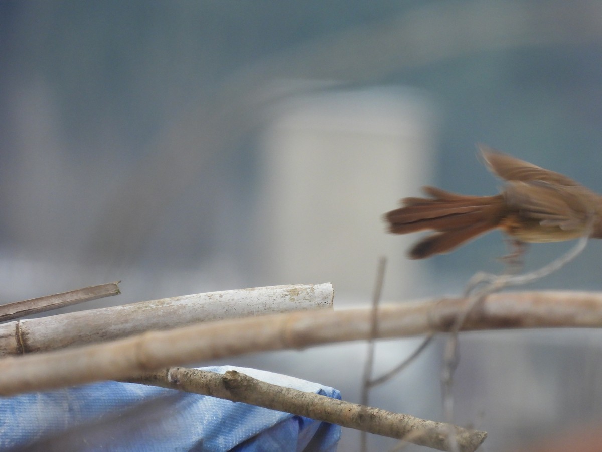 White-browed Laughingthrush - ML634601027