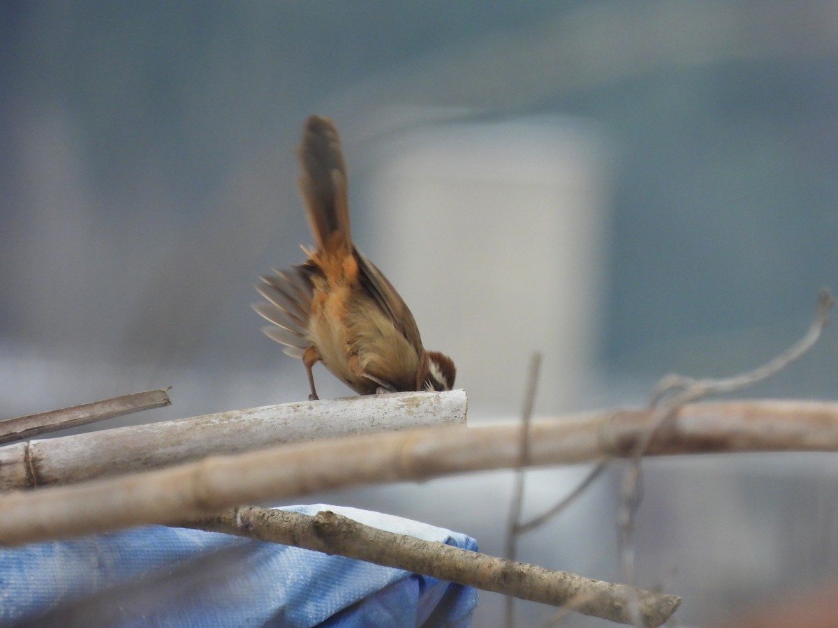 White-browed Laughingthrush - ML634601028