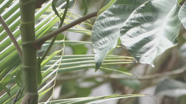 Bananaquit - ML634601060