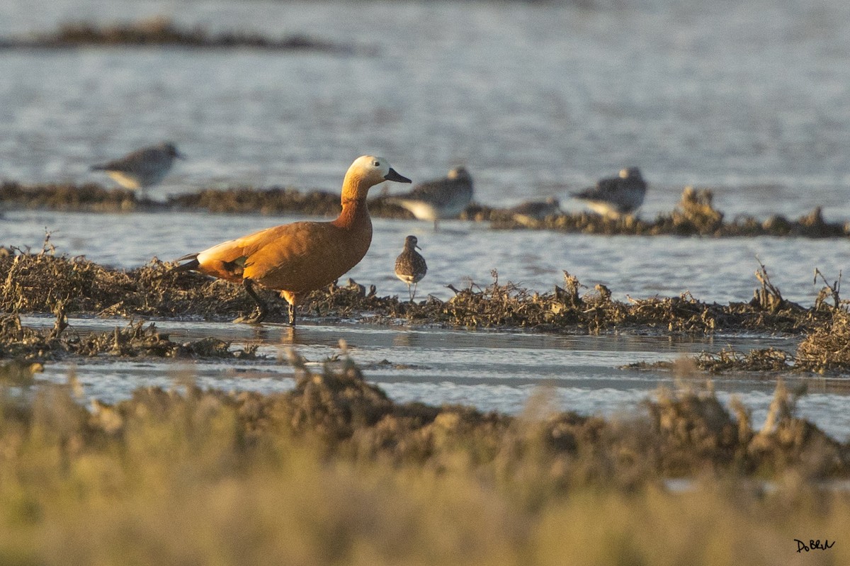 Ruddy Shelduck - ML634601119