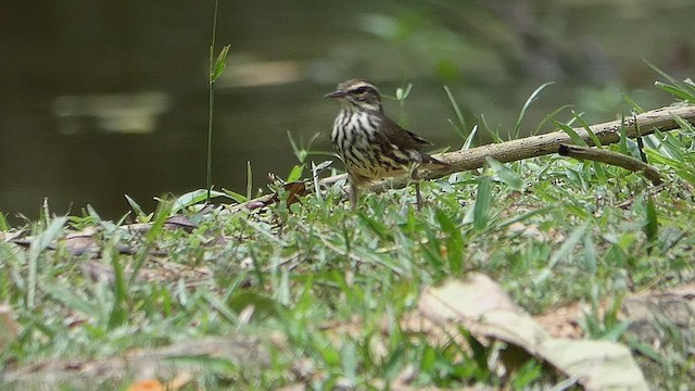 Northern Waterthrush - ML634601232