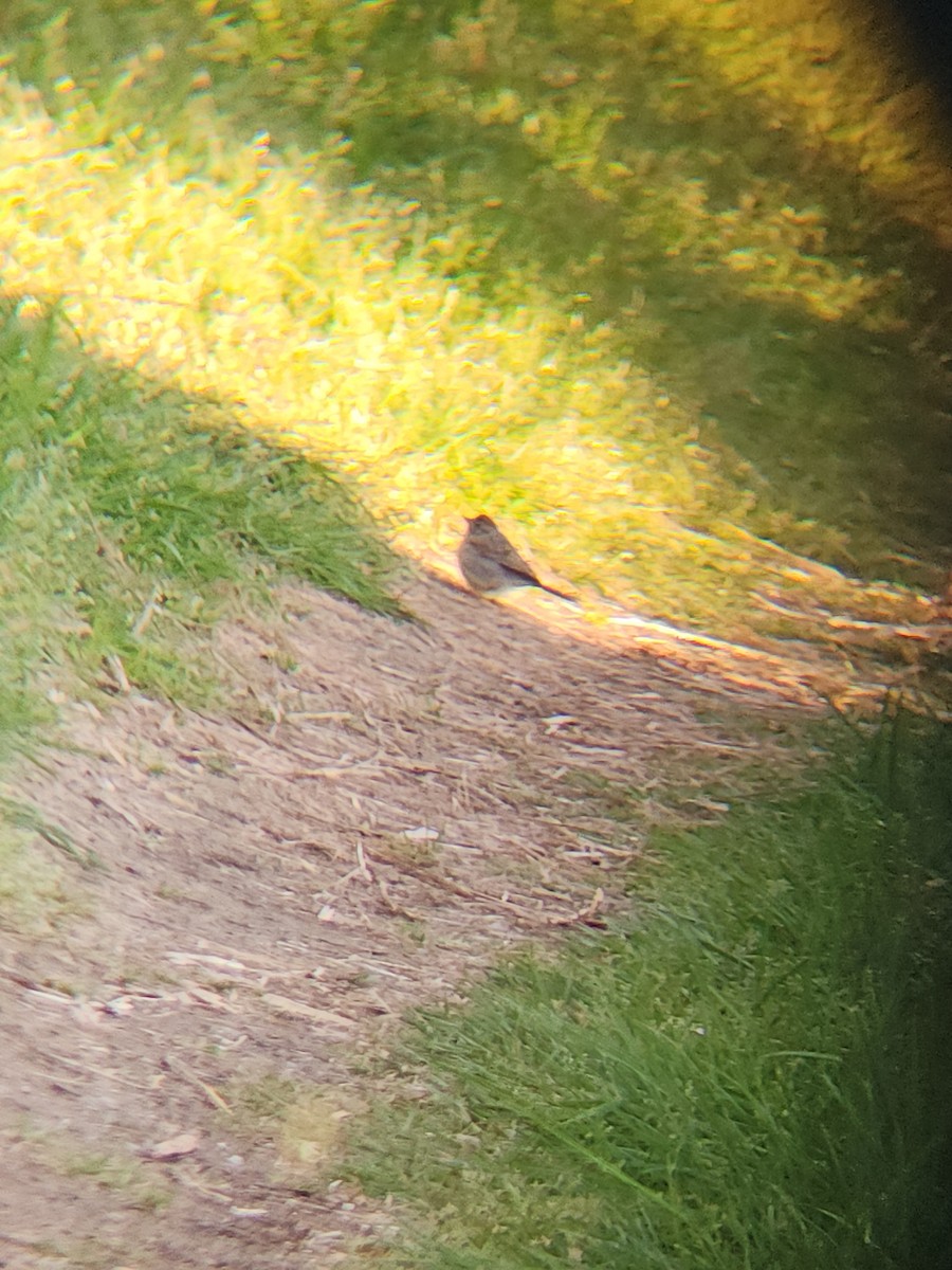 Brewer's Sparrow - ML634601239