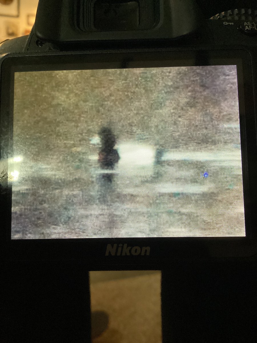 Greater/Lesser Scaup - ML634601245