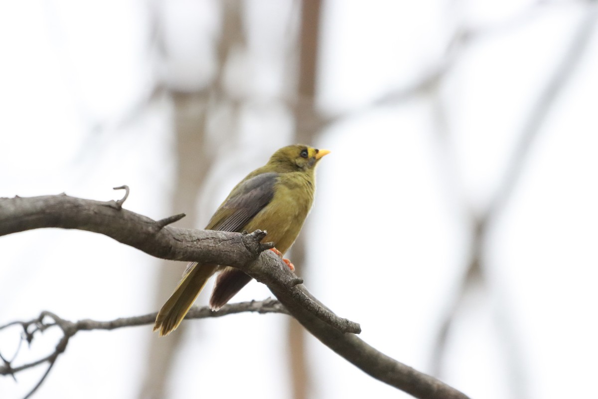 Bell Miner - ML634601247