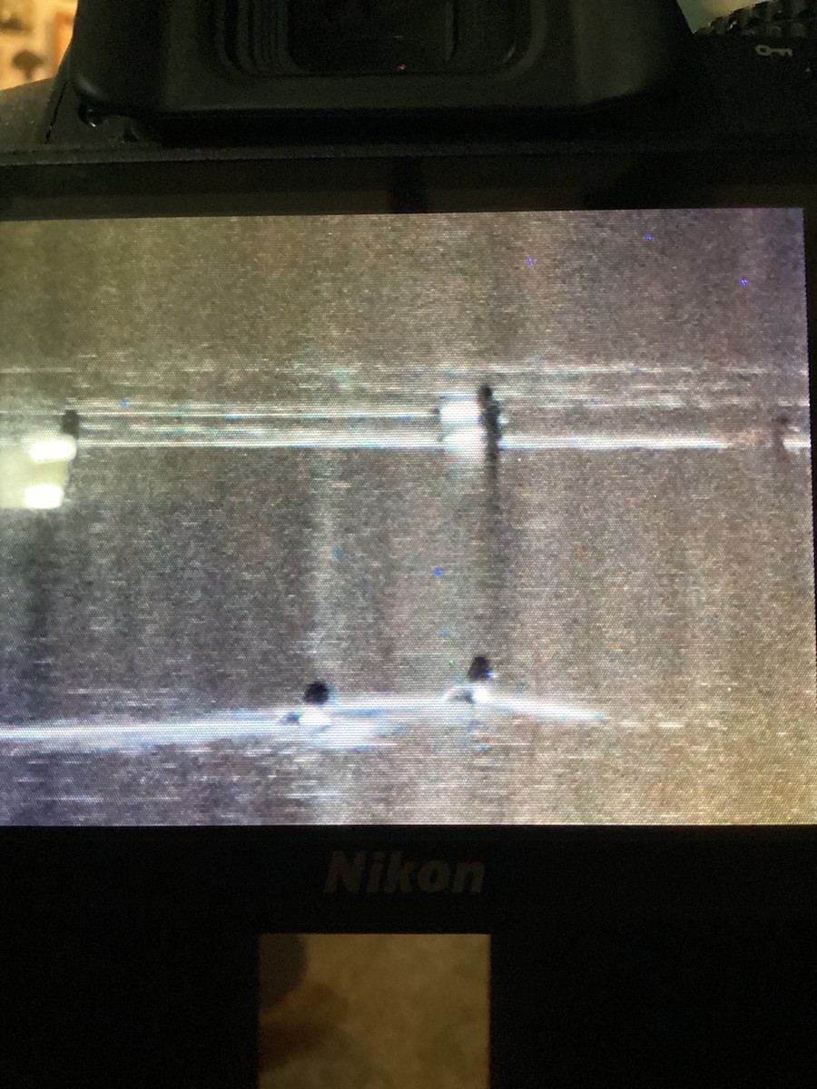 Greater/Lesser Scaup - ML634601250