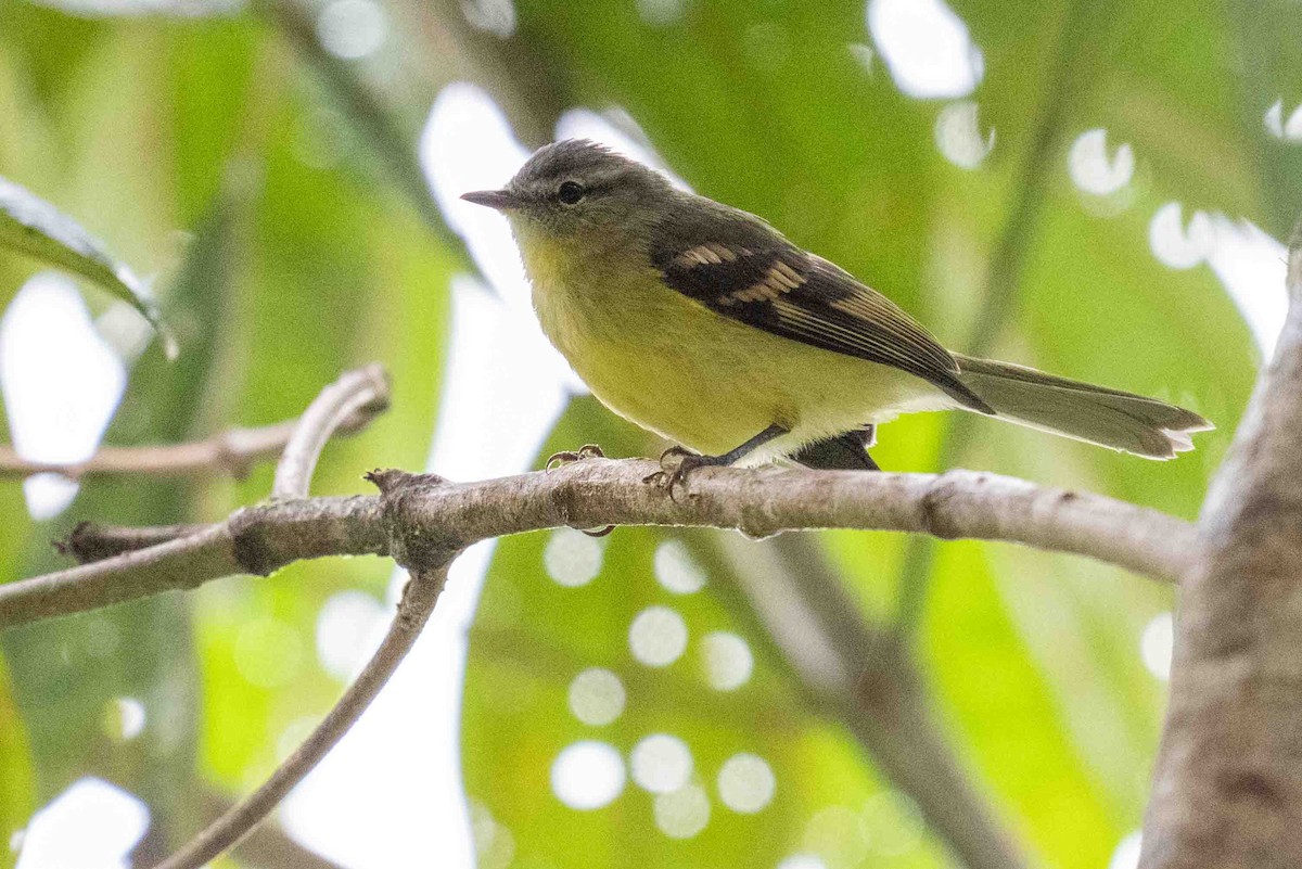 Sulphur-bellied Tyrannulet - ML634601254