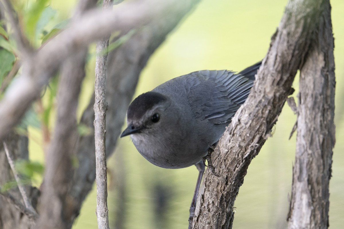 Gray Catbird - ML634601289