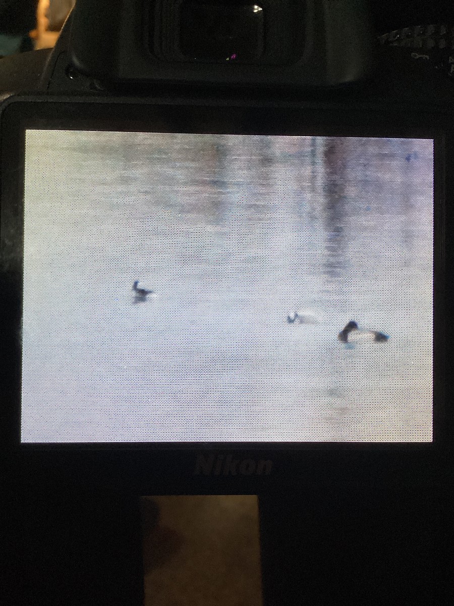 Bufflehead - ML634601408