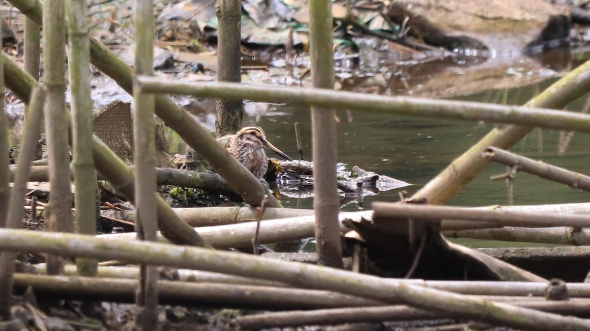 Jack Snipe - ML634601410
