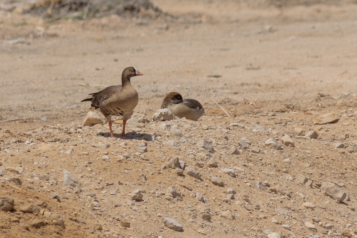 Lesser White-fronted Goose - ML634601440