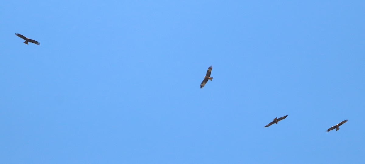黑鳶 - ML634601450