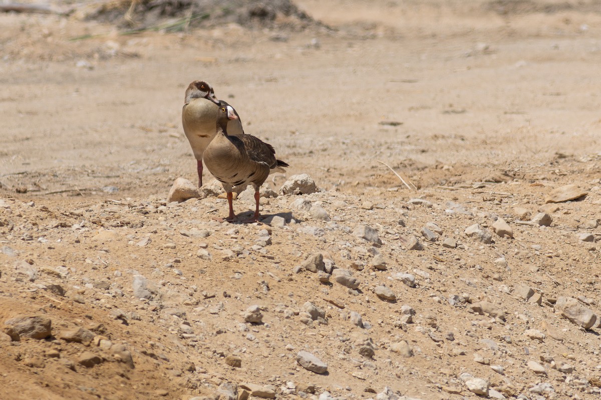 Lesser White-fronted Goose - ML634601453